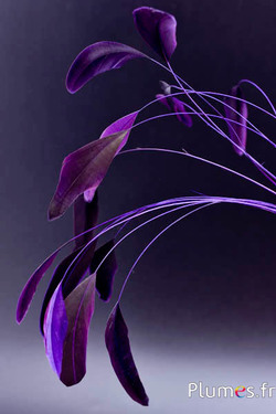 Coquetip - 20-25 cm - violet-noir
